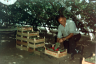 1964 Dorus van Rijn in de druivenkas